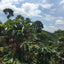 Coffee 101: Intro to Coffee + Tasting Fundamentals | June 20th, 11am