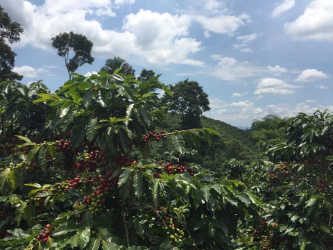 Coffee 101: Intro to Coffee + Tasting Fundamentals | June 20th, 11am